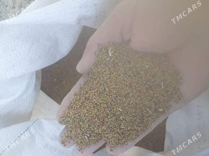 Ýorunja tohum - Бахарден - img 1