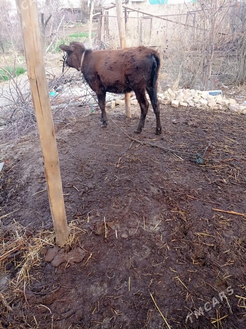 unajin - Фарап - img 1