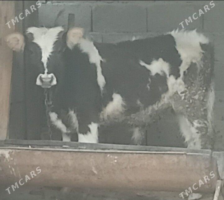 okuz - Бахарден - img 1