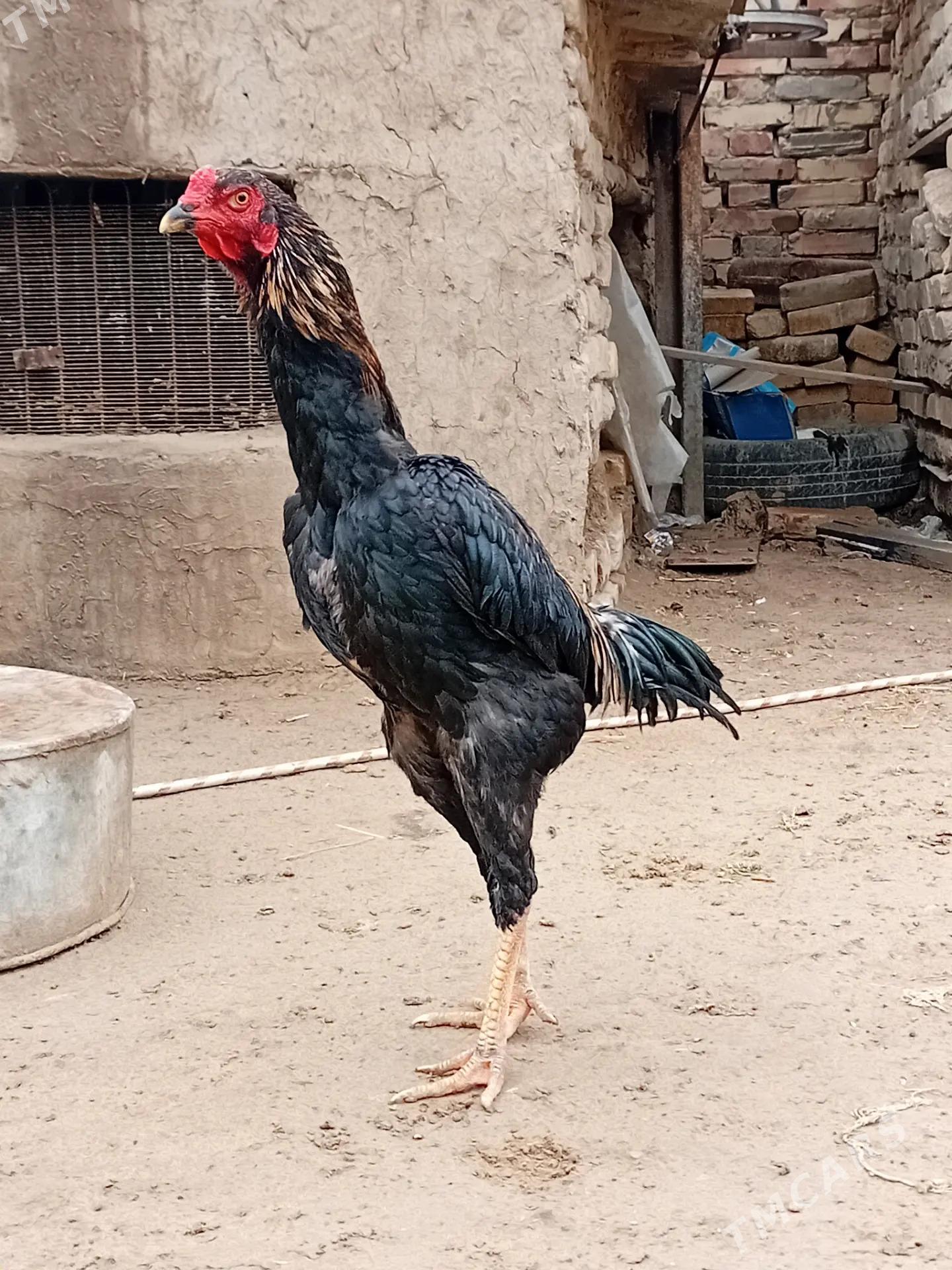 6 aylyk paroda juyje - Мары - img 1