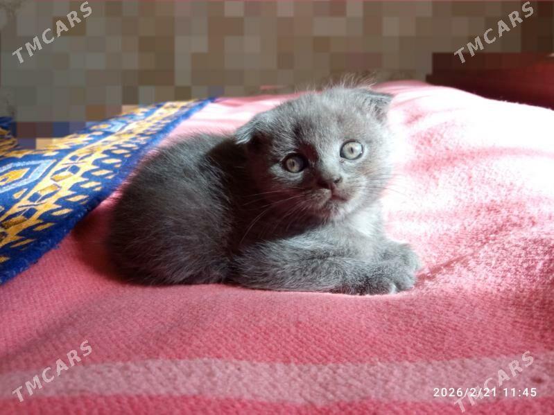 Котята - Türkmenbaşy - img 1