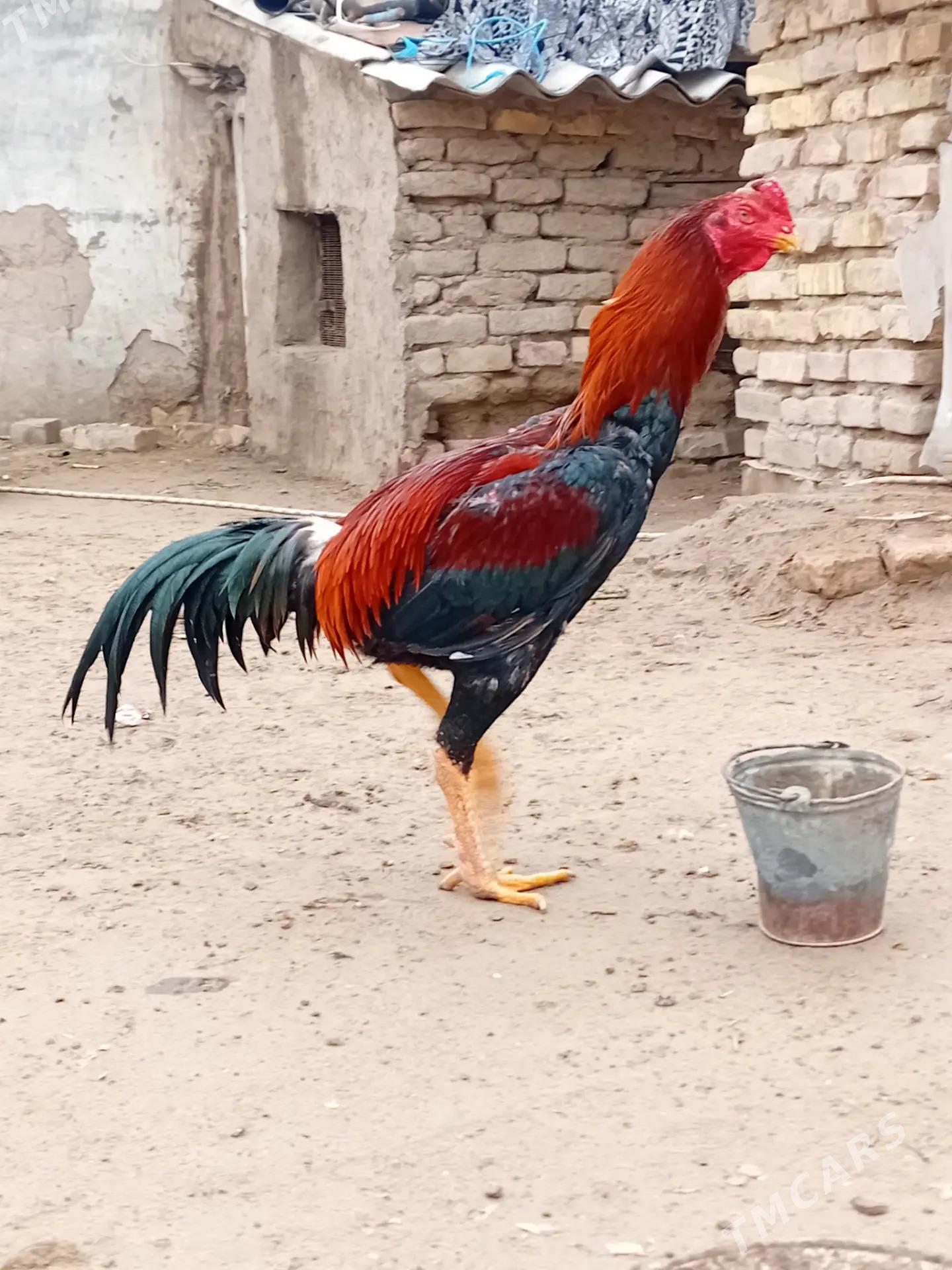 horaz - Mary - img 1