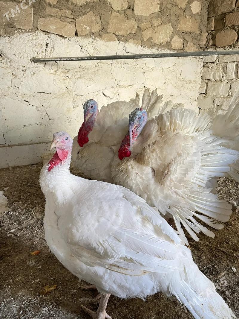 INDUK Big 6 - Balkanabat - img 1