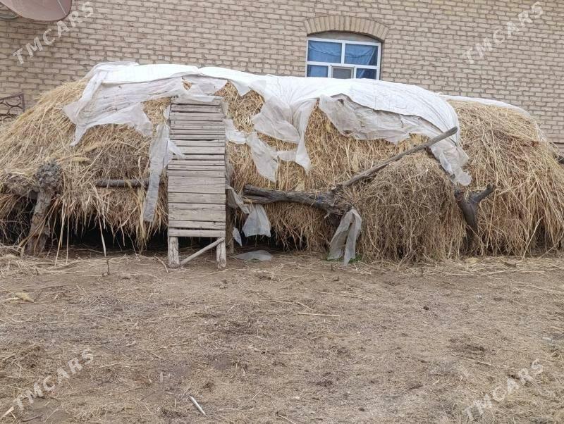 Ot - Мары - img 1