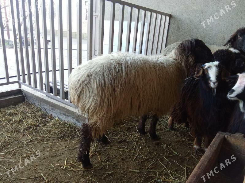 goç - Бахарден - img 1