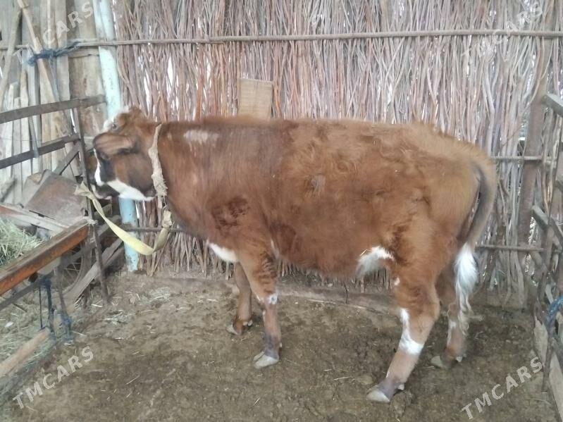 1.3 okiz - Sakarçäge - img 1