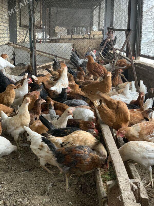 5 aylyk towuk horaz - Mary - img 1