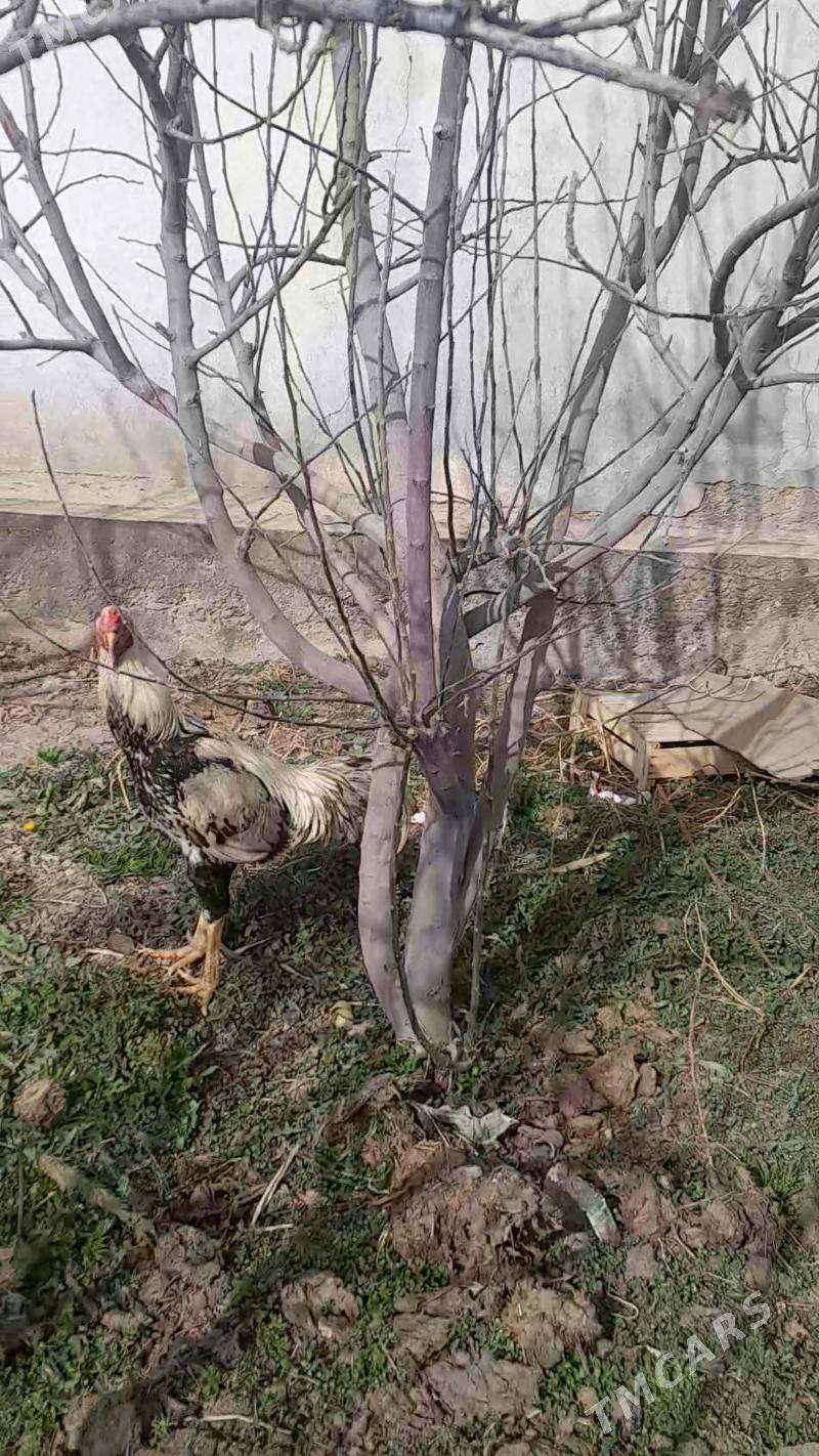 AZIL HORAZ - Türkmenabat - img 1