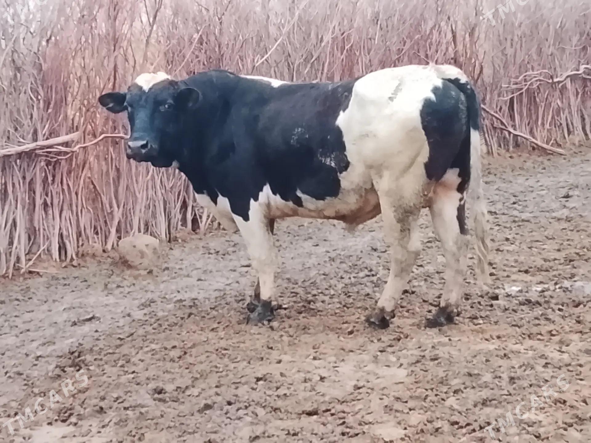 Маллар мейдан - Oguz han - img 1