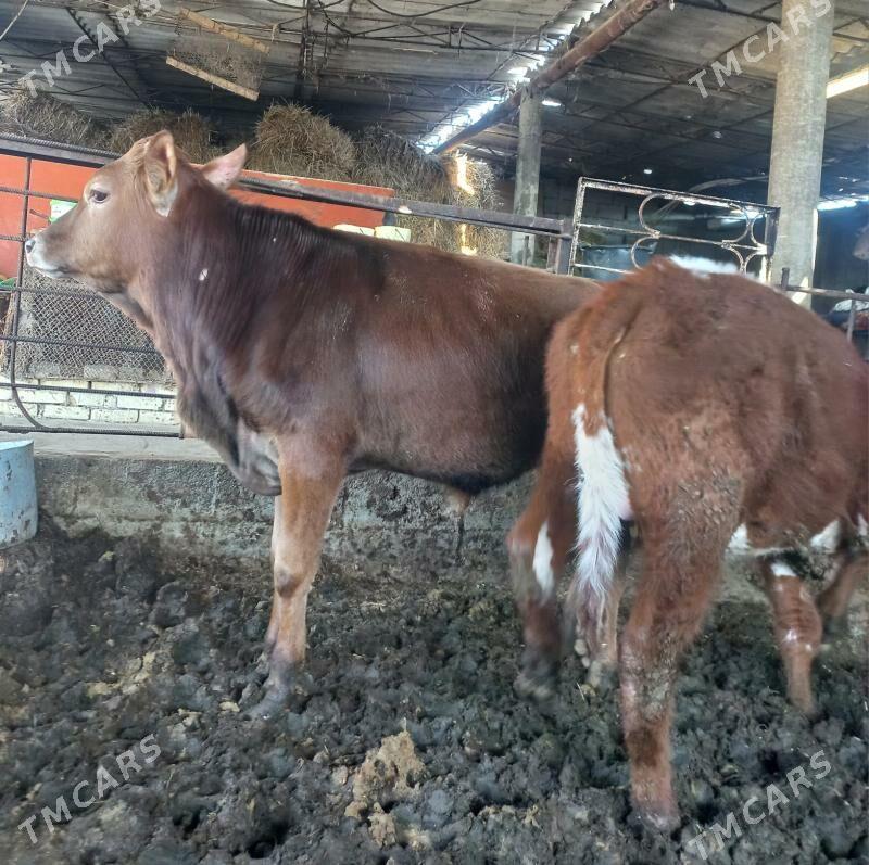 okuz - Ýaşlyk - img 1