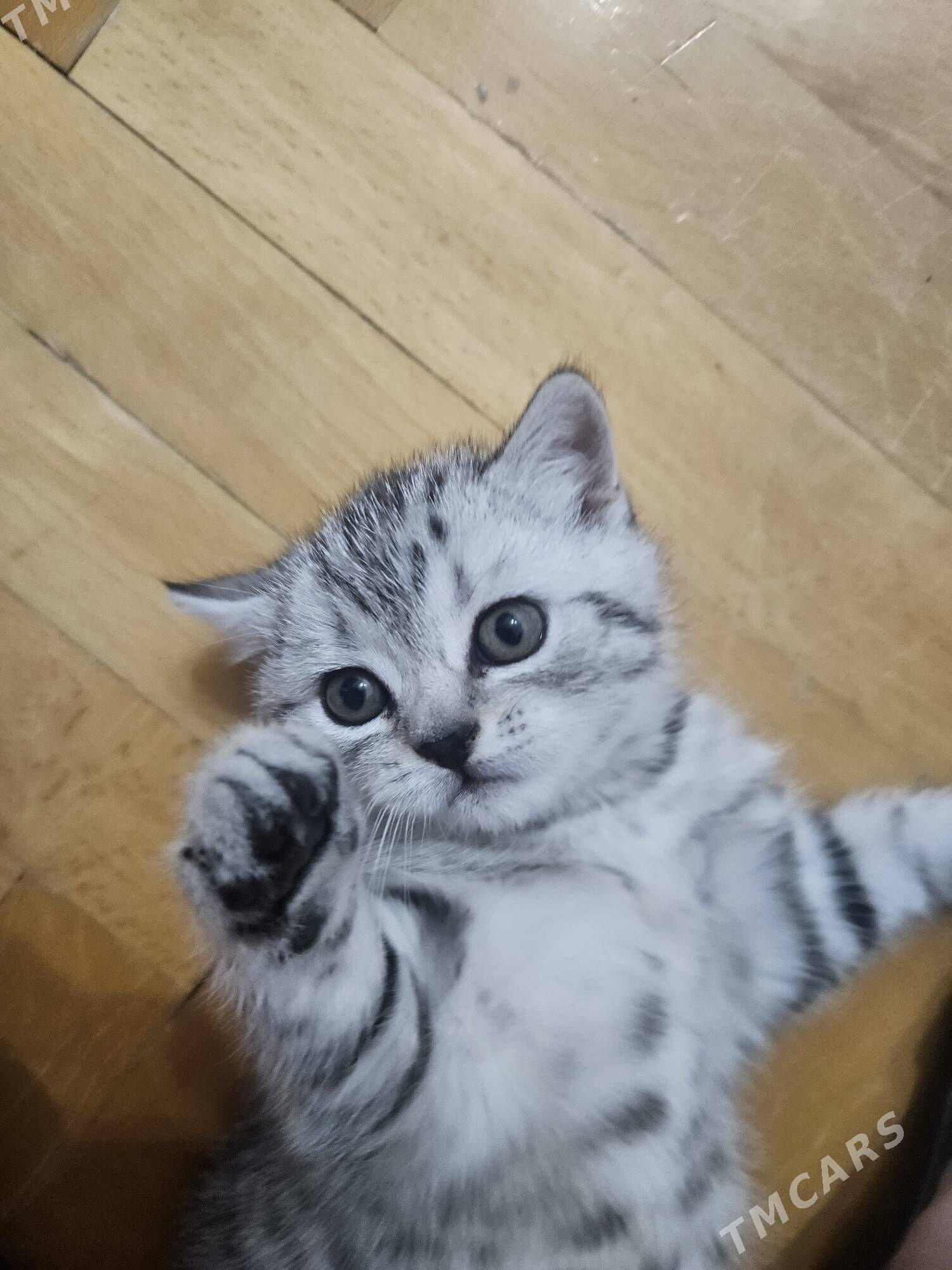 Девочка страйт - Арчабиль шаёлы - img 1