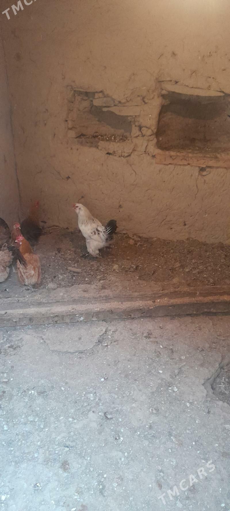 brama horaz - Бахарден - img 1