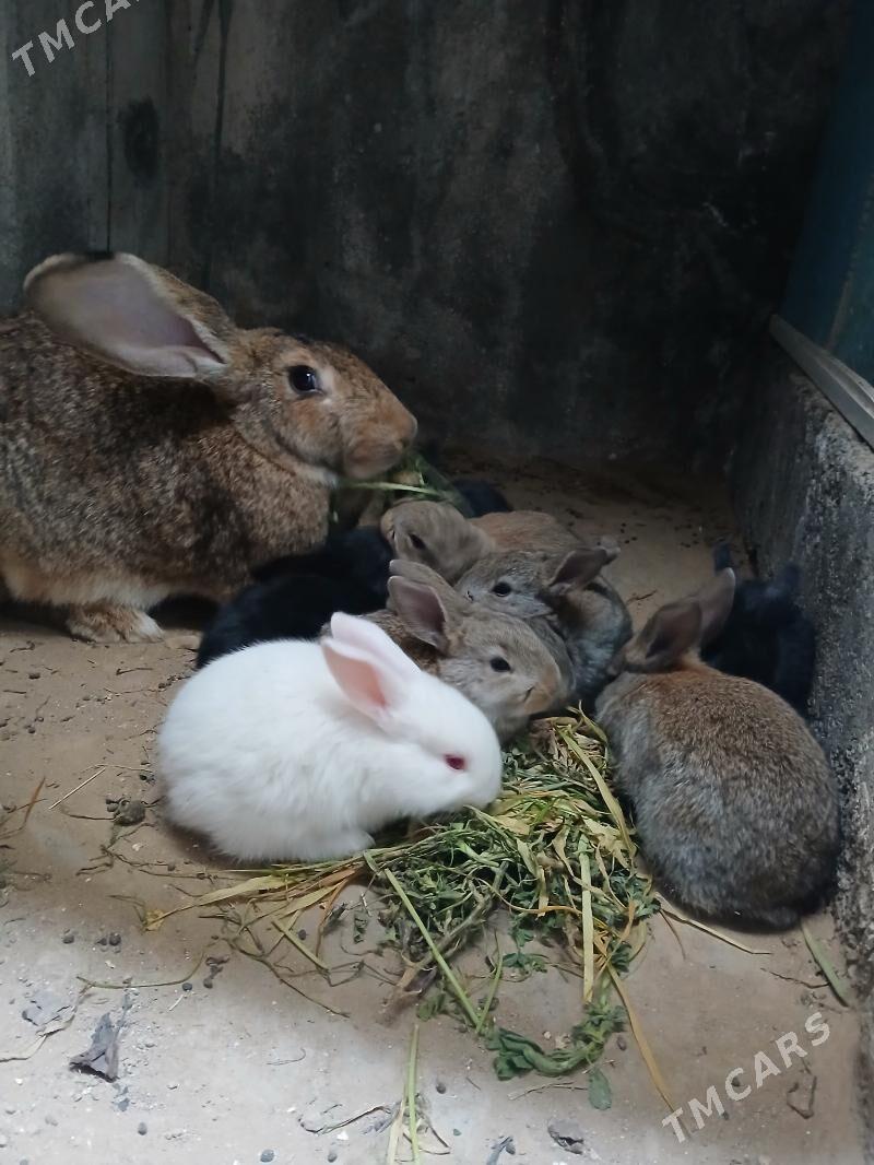 towşan flandyr - Büzmeýin GRES - img 1