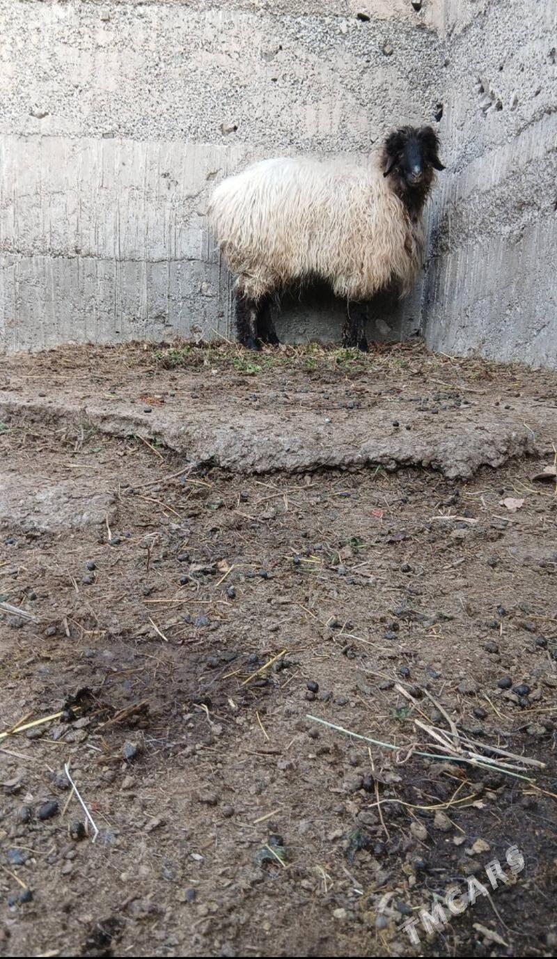 goyun - Гёкдже - img 1