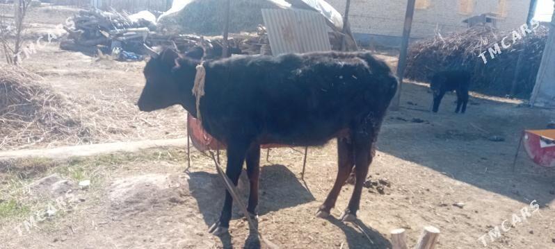 Sygyr - Туркменгала - img 1