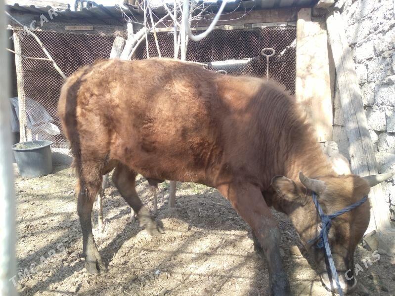 ökuz - Aşgabat - img 1