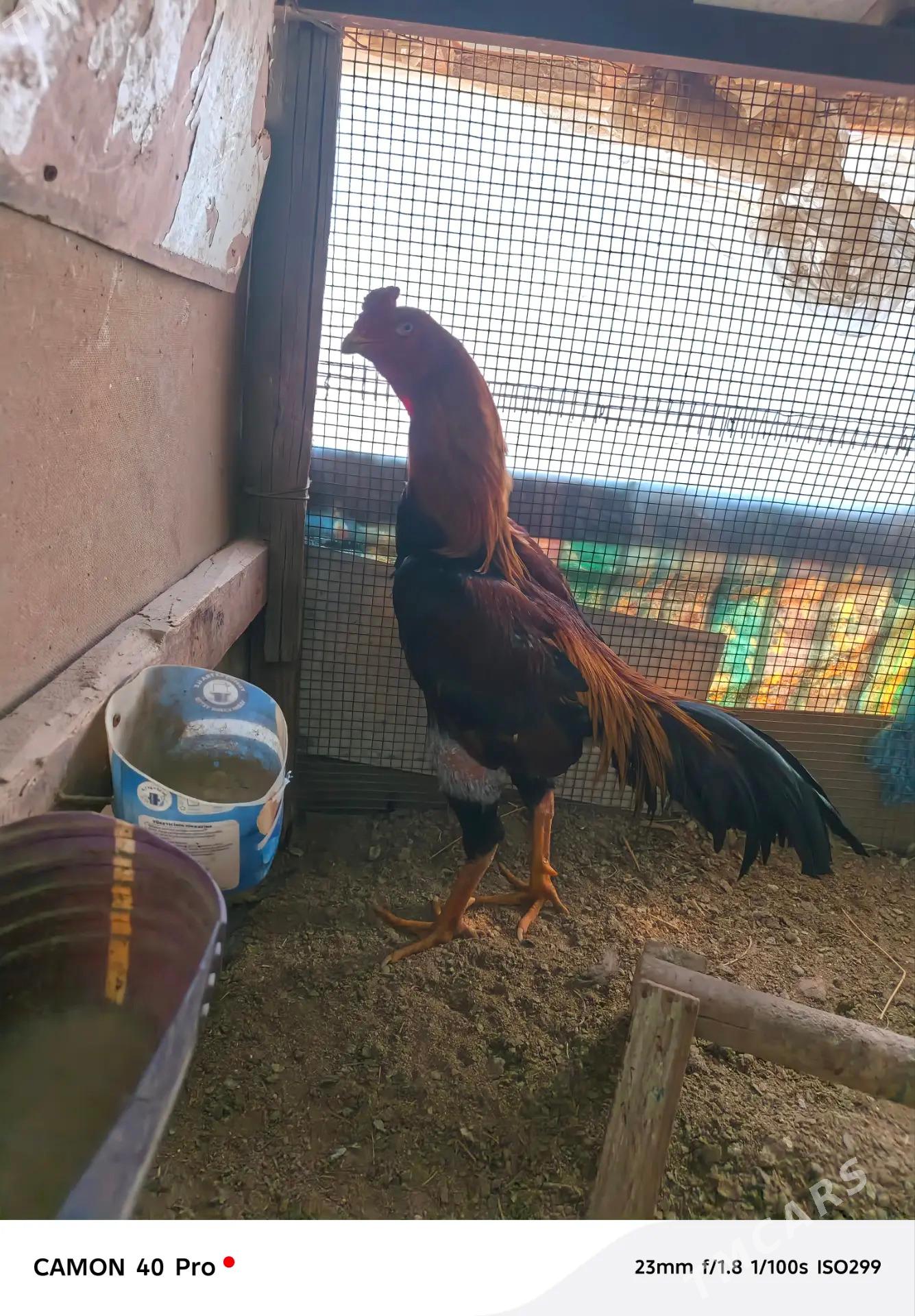 horaz - Векильбазар - img 1