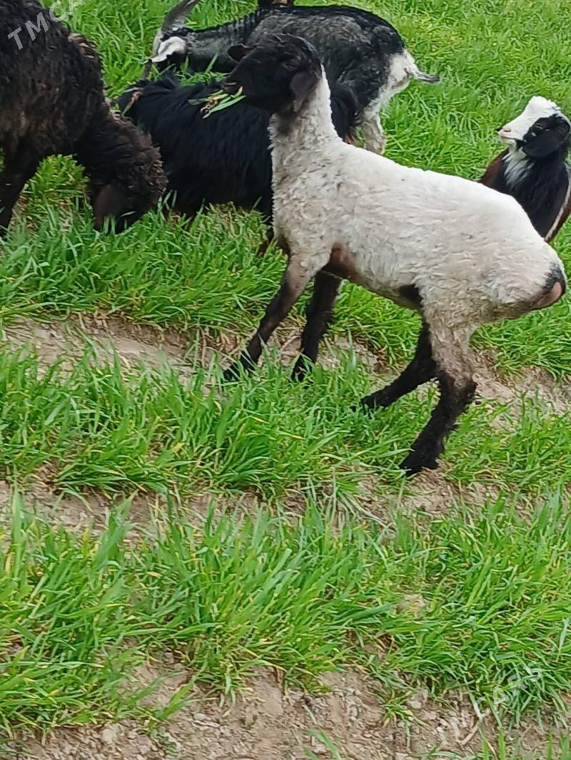 Goýun - Büzmeýin - img 1