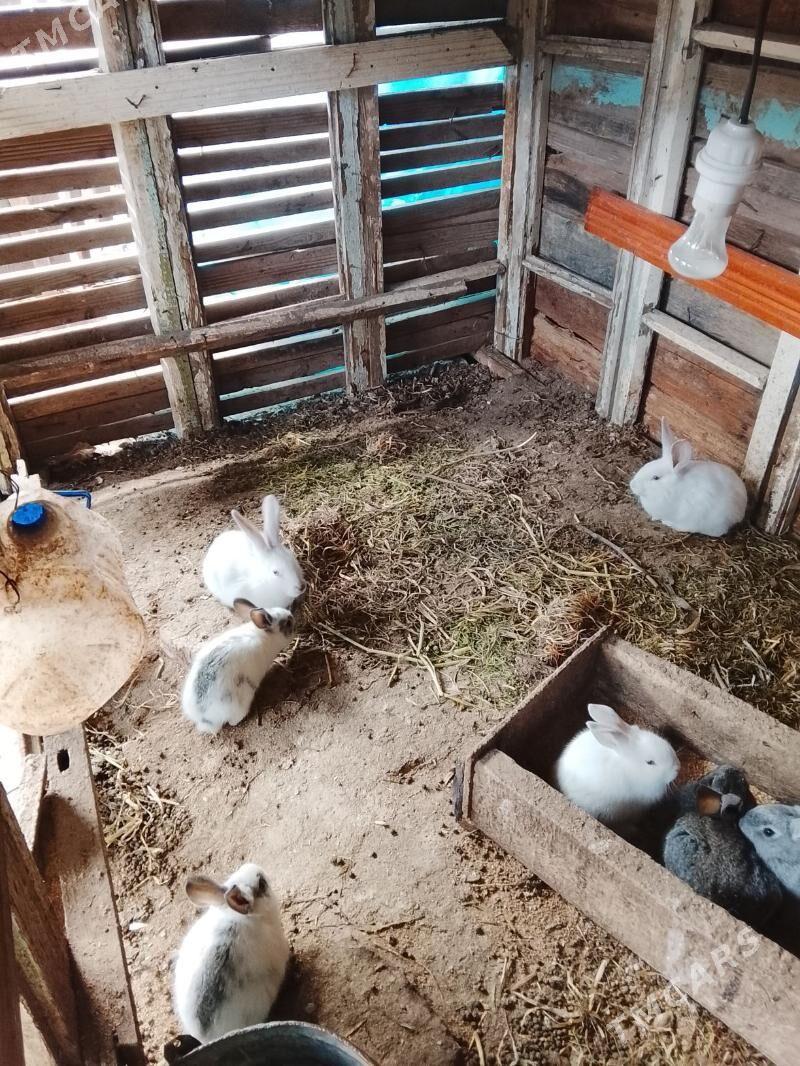 ARASSA WELİKAN BEÇLERİ SATLYK - Чарджоу - img 1