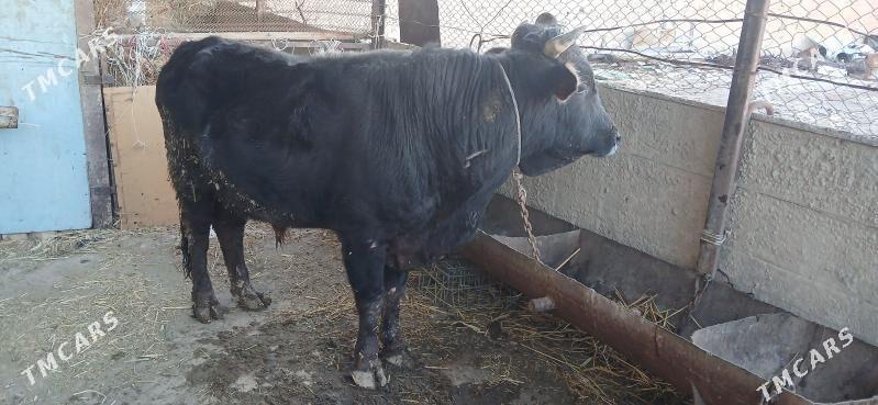 ozuk 4 yas - Гызыларбат - img 1