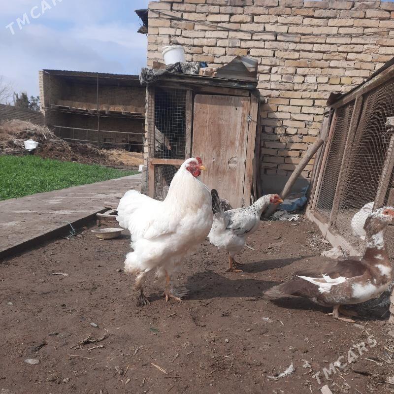 брама хораз - Чарджоу - img 1