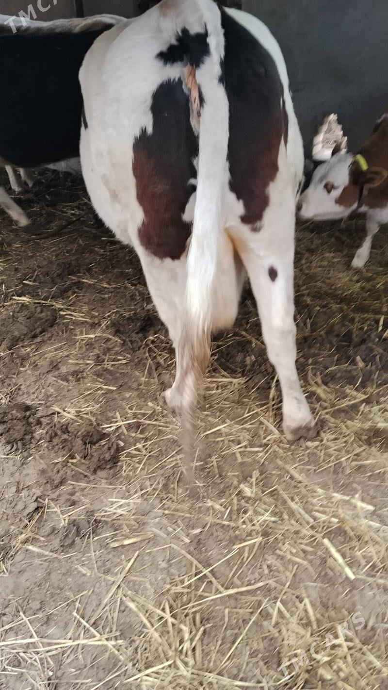 Boğaz simental - Farap - img 1