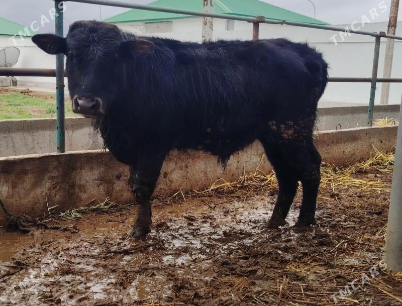 Öküz - Гёкдепе - img 1