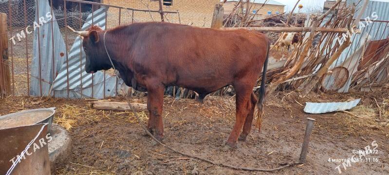 okuz - Wekilbazar - img 1