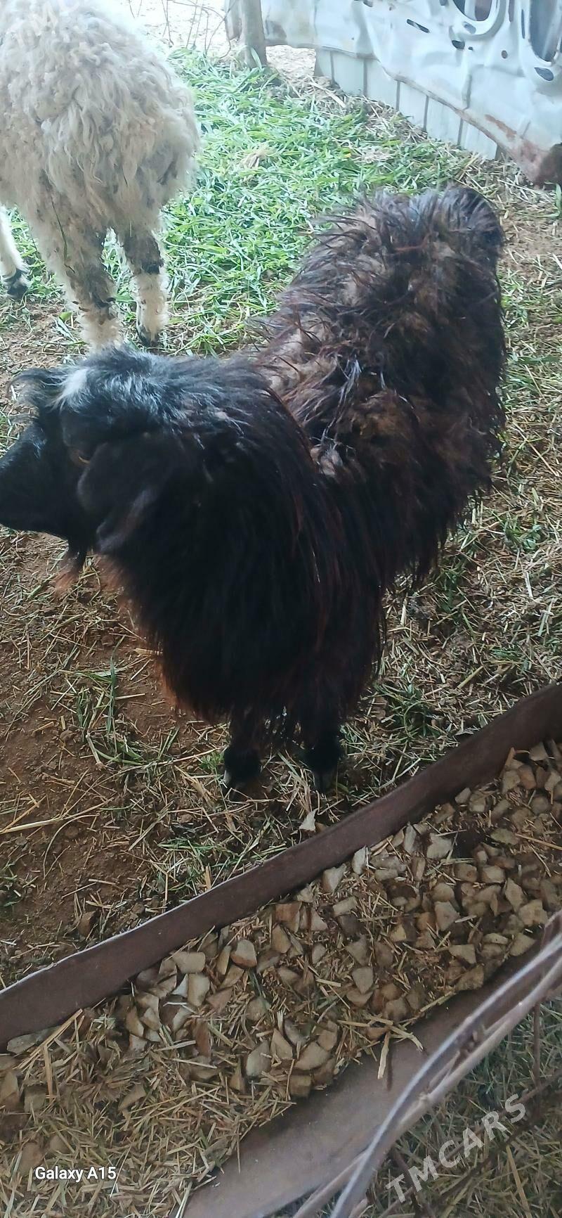 Çebiş - Mary - img 1