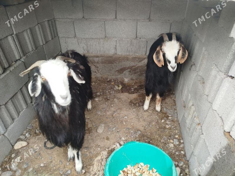 geçi - Gypjak - img 1