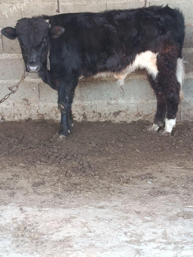 gibrit öküz - Бахарден - img 1