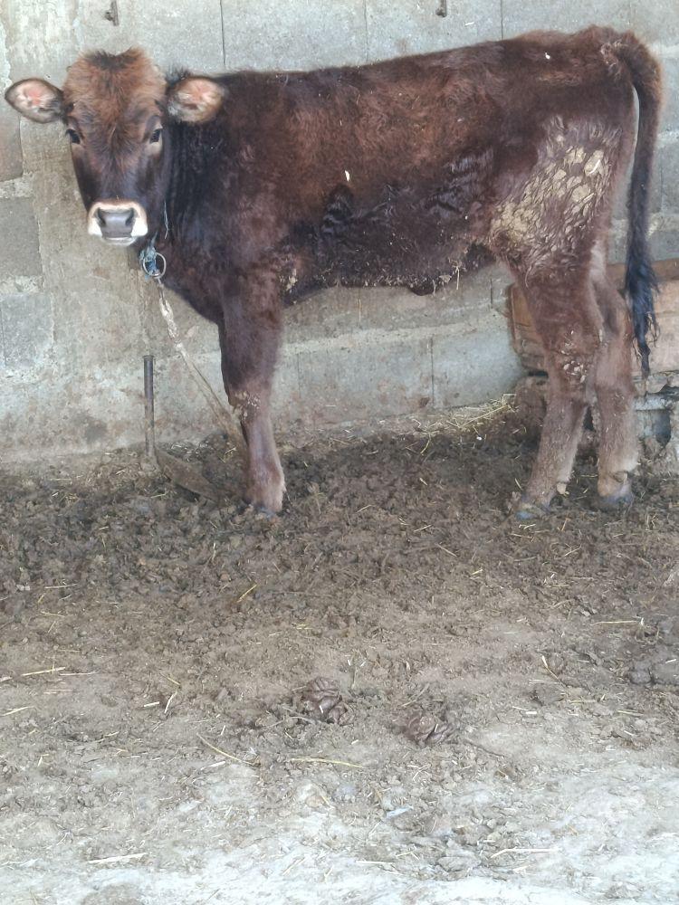 şwes tüwe - Bäherden - img 1