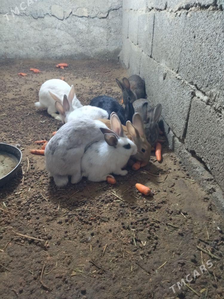 towşan - Gökdepe - img 1