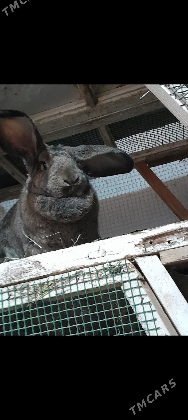 towşan - Mary - img 1