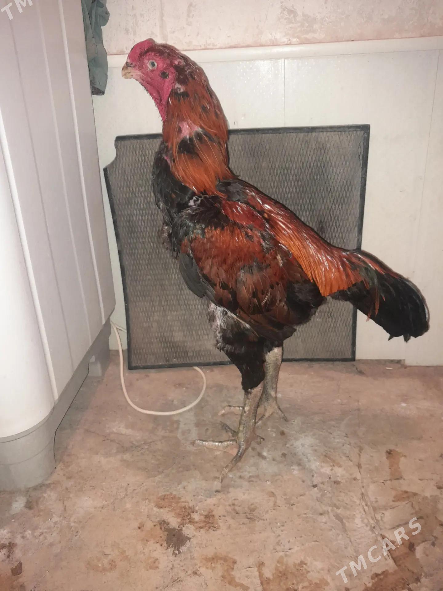 daş horaz - Gurbansoltan Eje - img 1