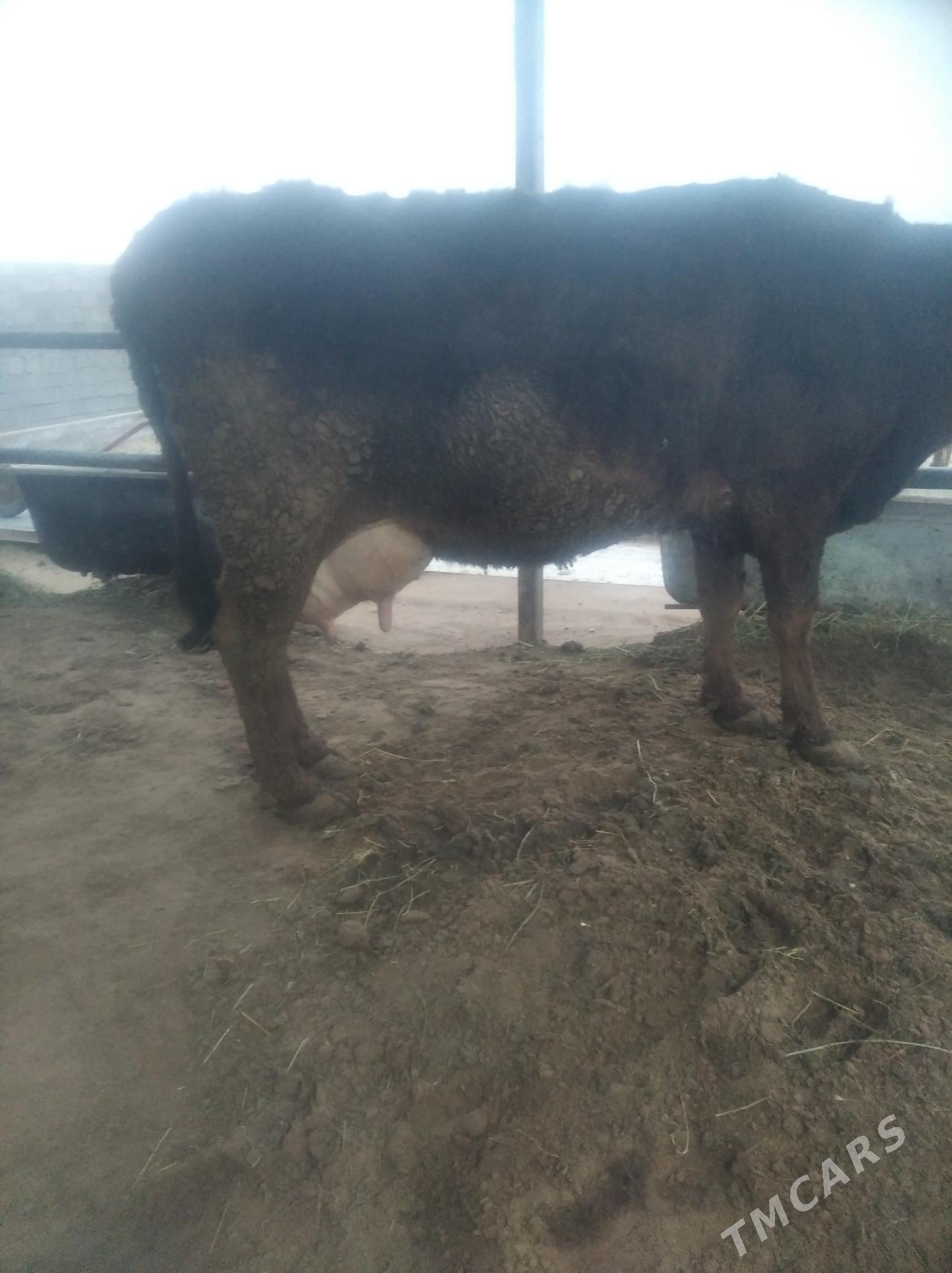 gololi sygyr - Gökdepe - img 1