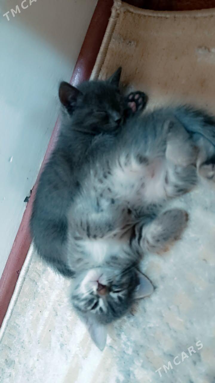 котята - Aşgabat - img 1