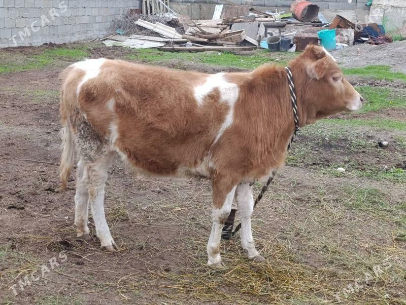 tuwe - Багир - img 1