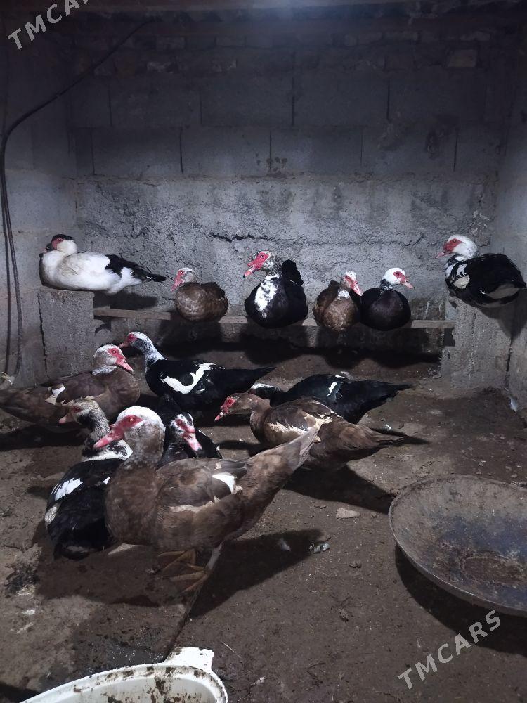 Indutga ördek - Гёкдепе - img 1