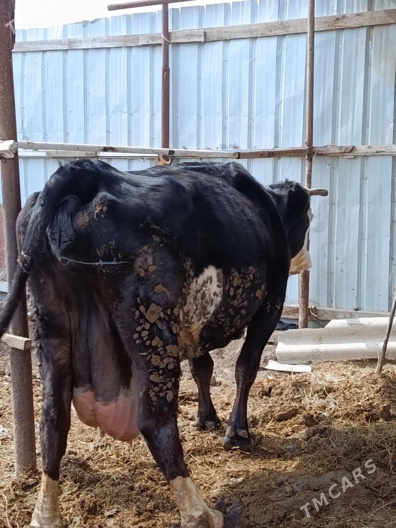 sygyr - Türkmenabat - img 1