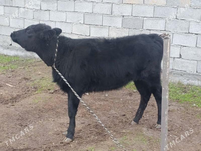 tuwe - Багир - img 1