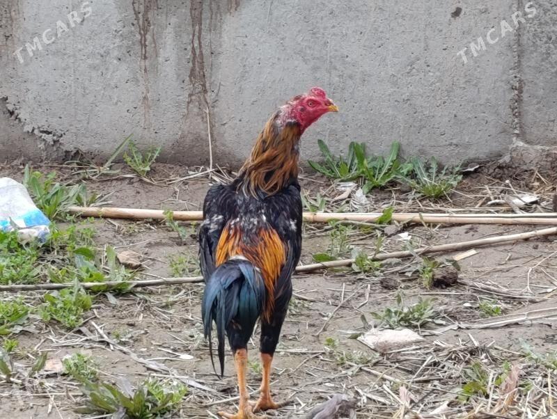 Horaz bayso - Чарджоу - img 1