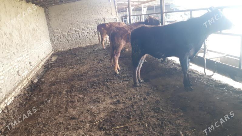 okuz - Мургап - img 1