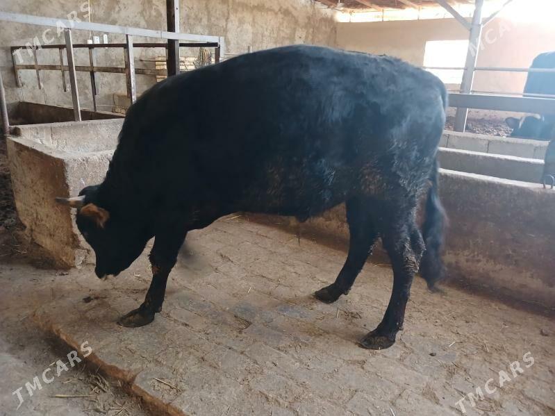 okuz - Ýaşlyk - img 1