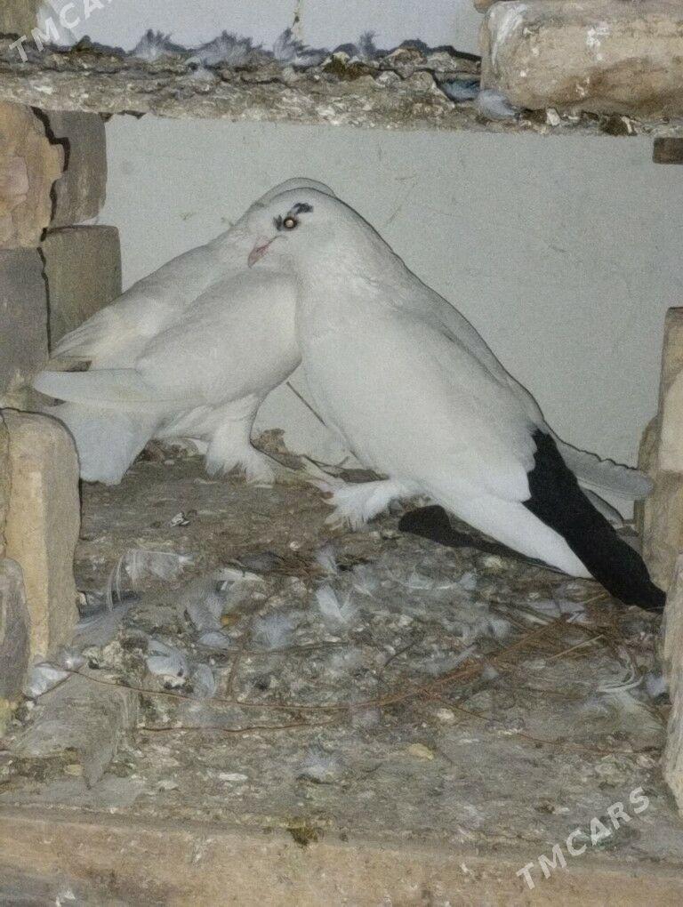 kepder - Ýolöten - img 1