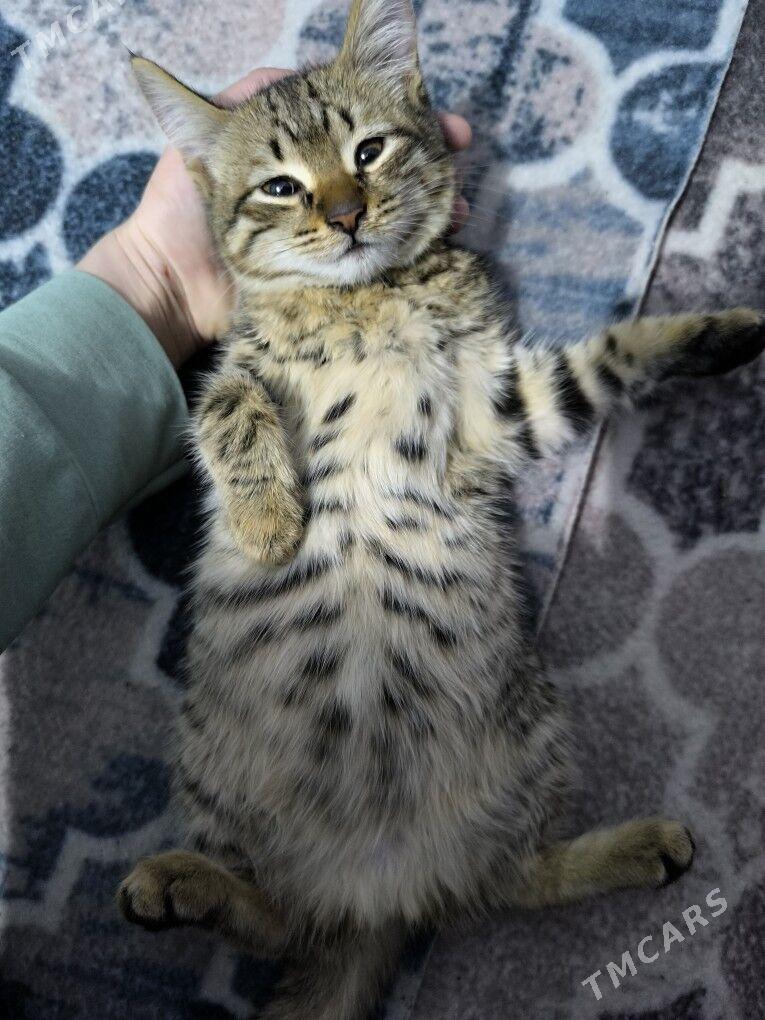 pisik - Дашогуз - img 1