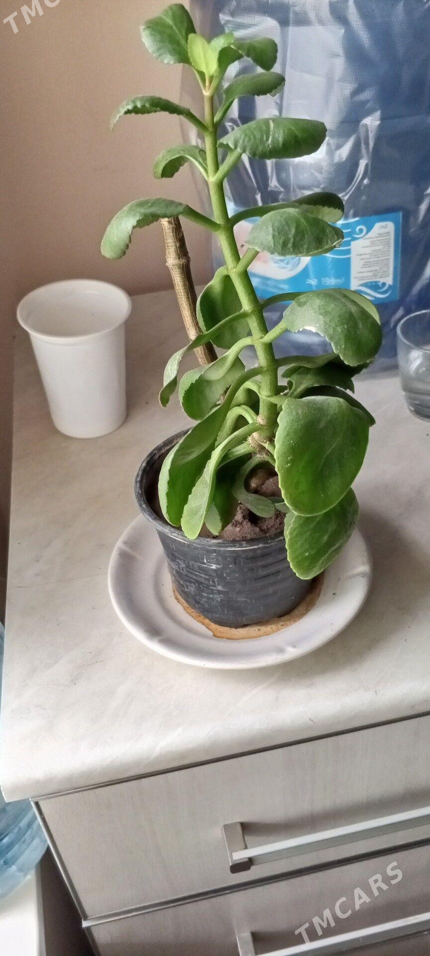 Oý guli - Багир - img 1