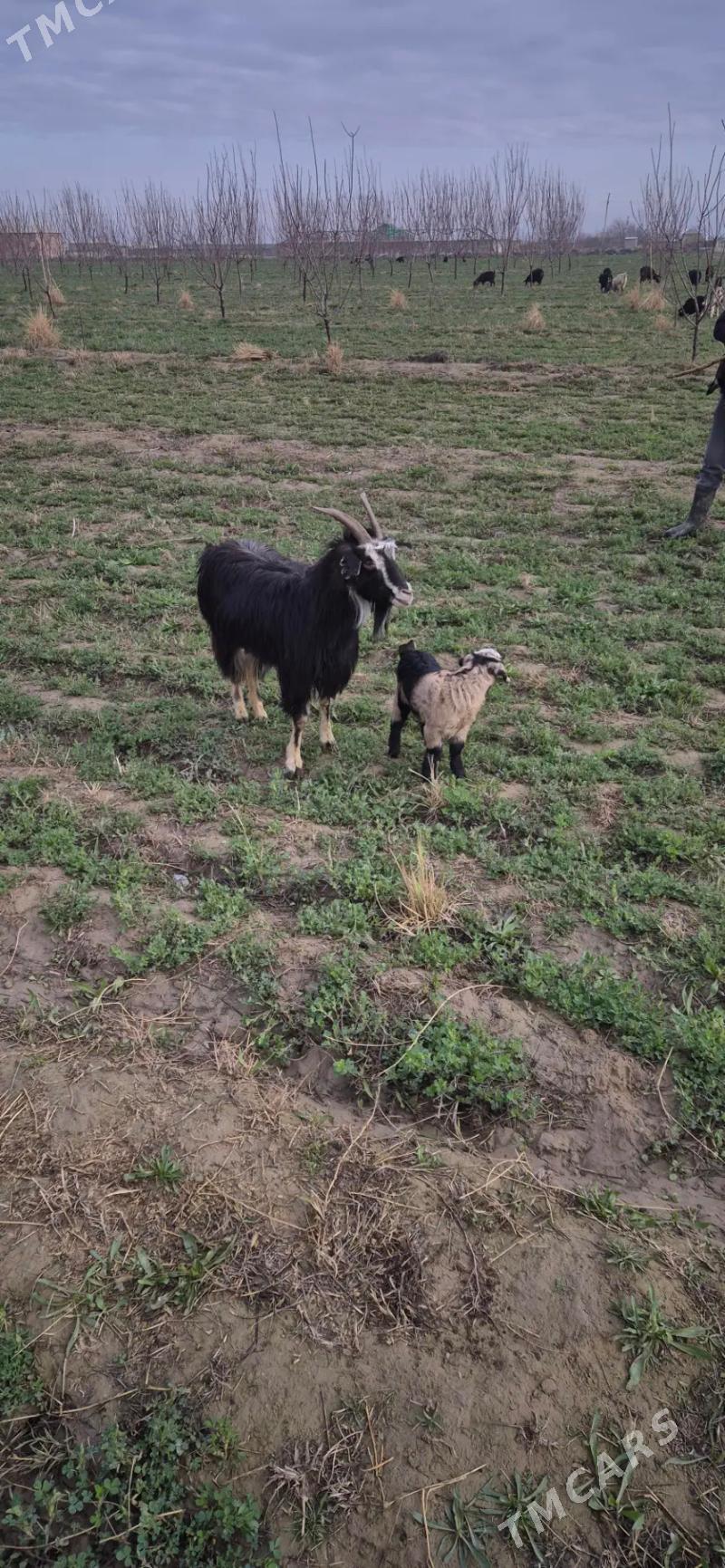 Owlakly geci - Бахарден - img 1