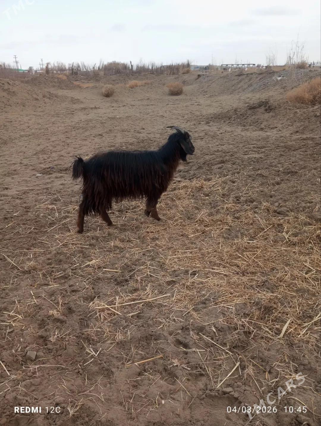 geçi - Фарап - img 1