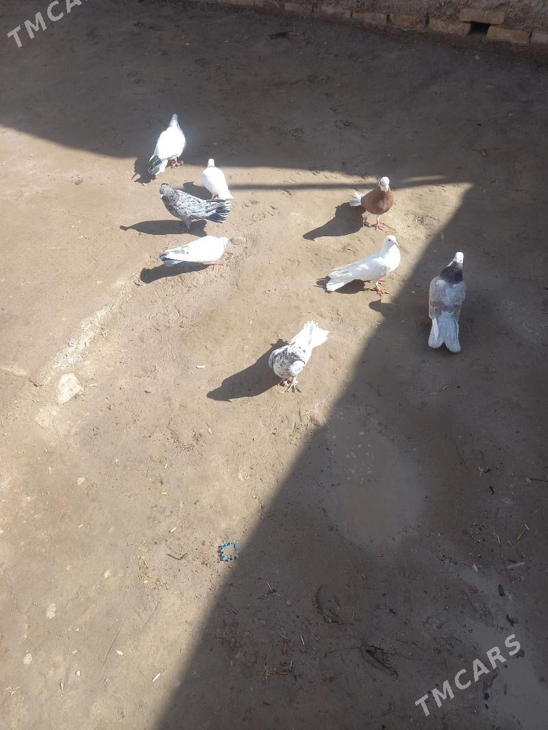 kepder - Дашогуз - img 1